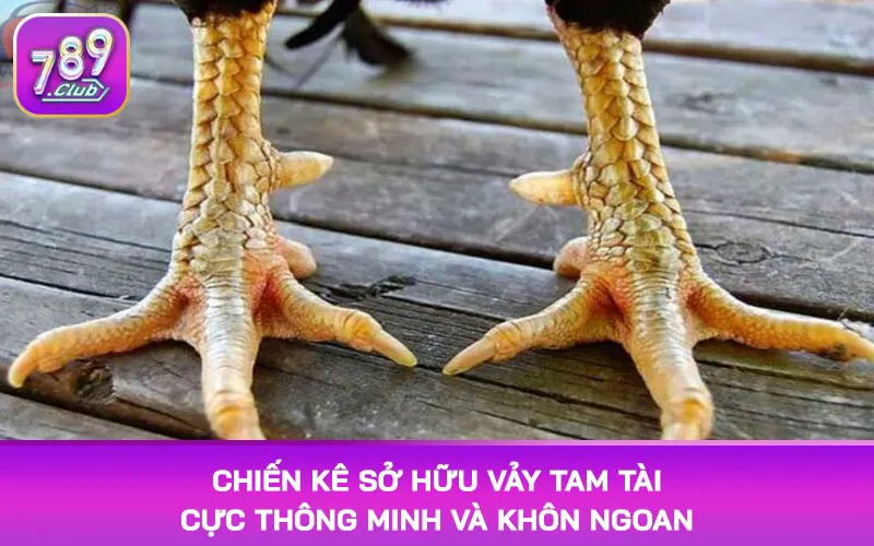 Chiến kê sở hữu vảy tam tài cực thông minh và khôn ngoan