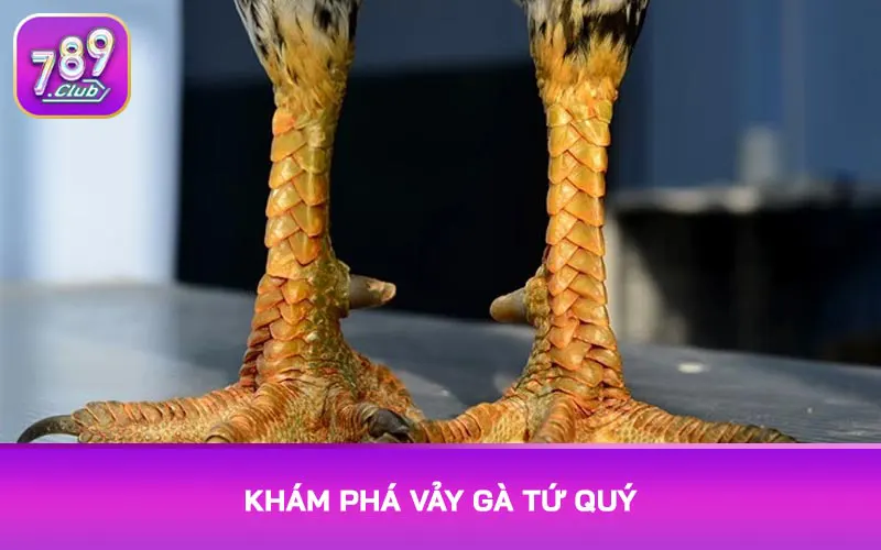 Khám phá vảy gà tứ quý