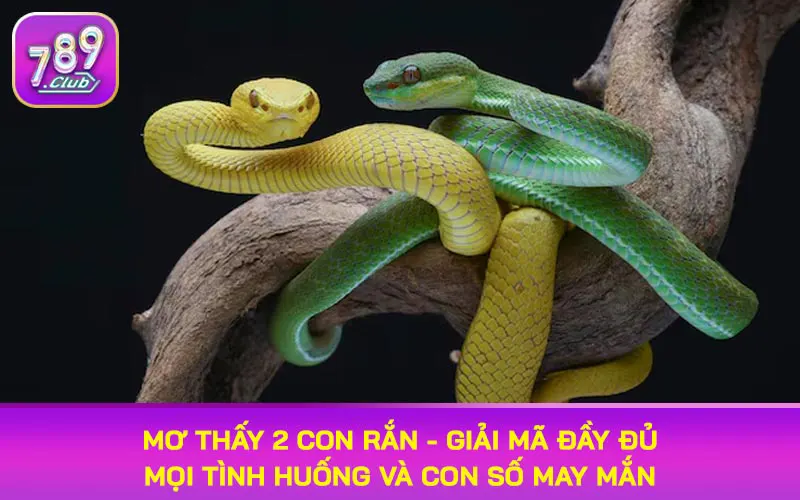 mơ thấy 2 con rắn