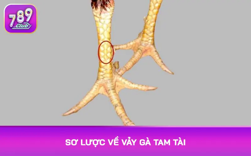 Sơ lược về vảy gà tam tài